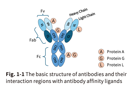 Recombinant Protein G SePharose(图1)